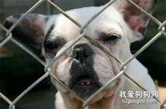 <b>种狗柴犬用完就抛弃，义工：它们就像注定被扔掉的生财工具！</b>