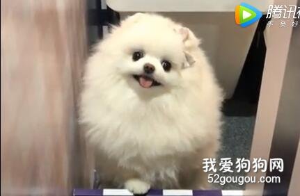 <b>为什么喜欢狗狗？ 因为它看我的眼神永远真诚！</b>