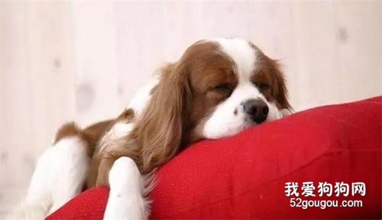 <b>狗狗为什么喜欢睡在主人的旁边？</b>