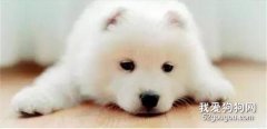 <b>狗狗为什么总是趴在地上？</b>