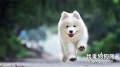 <b>狗狗打疫苗可以预防哪些疾病？</b>