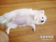 狗狗怀孕期间怎么喂养？