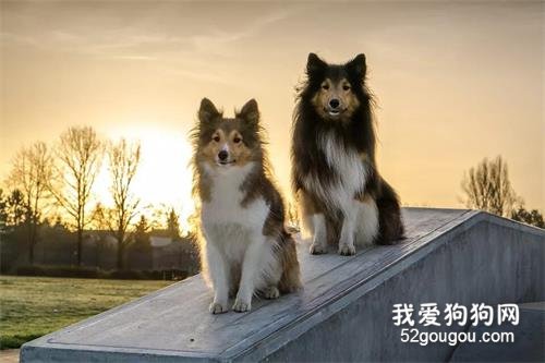 <b>狗狗为什么甘愿为人类付出？科学家：它们以主人的快乐为生！</b>