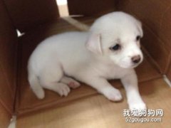 <b>狗狗感染了细小怎么办？</b>