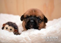 狗狗弓形虫表现有哪些？