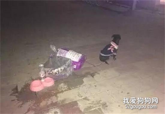 <b>对于猫猫狗狗来说，春节也许是它们最害怕的节日……</b>