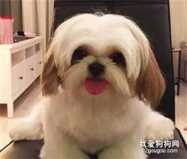 狗狗干呕怎么办?