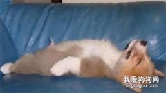 狗狗小便变黄怎么回事?