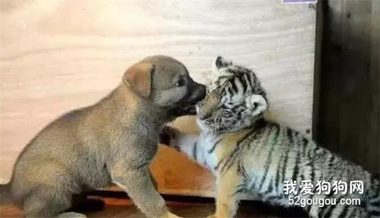 <b>原来小土狗也有这么逗比的一面.....</b>
