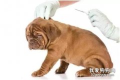 犬细小病毒病的预防及治疗