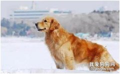 <b>宠物出国准备手续详细教程</b>