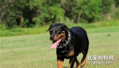 如何区分狂犬病和伪狂犬