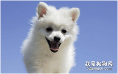 <b>狗狗有咔咔声然后干呕，狗狗肚子一抽一抽干呕</b>