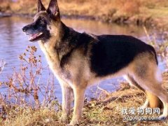 狗狗身上长哪类肿块危险性较大