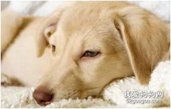 狗狗细小病毒的症状与治疗方法