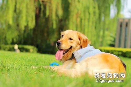 被咬了，狂犬病预防的2个重要步骤