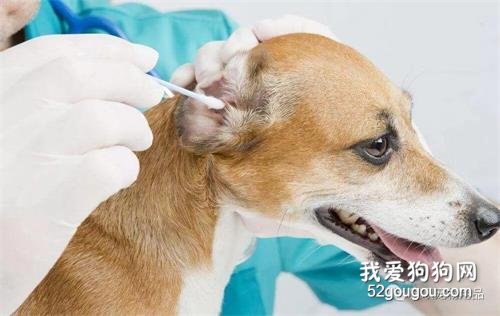 <b>狗狗有哪些常见的耳道疾病？</b>