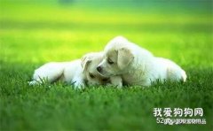 <b>狗狗常见的疾病与预防</b>