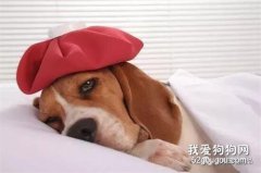 <b>狗狗拉稀呕吐的原因分析及措施</b>
