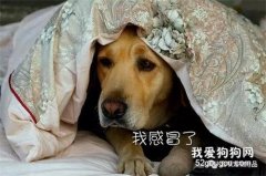 狗狗感冒的6大症状