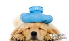 细小，犬瘟是怎么来的？