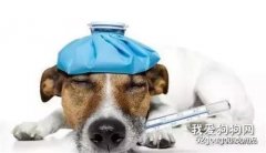狗狗为什么要打疫苗，狗狗打疫苗的好处？