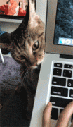 主人用电脑不理猫咪，猫咪一生气竟把电脑直接盖上了，笑屎...