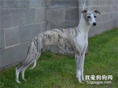 专家教你如何训练惠比特犬