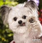 <b>世界上最小的治愈犬，这是吃可爱多长大的狗子吧！</b>