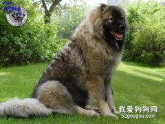 高加索犬智商 高加索犬性格大揭秘