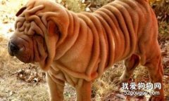 中国沙皮犬智商 中国沙皮犬性格大揭秘