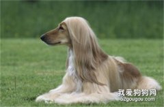 阿富汗猎犬智商 阿富汗猎犬性格大揭秘