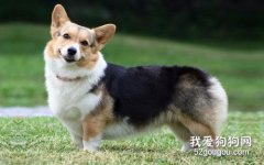 柯基犬智商 彭布罗克威尔士柯基犬性格大揭秘