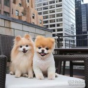 狗狗翻肠子的原因及诊断方法