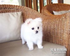 <b>狗狗断奶后吃什么好？</b>