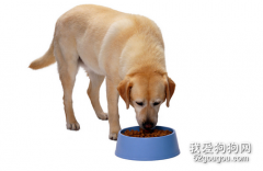 狗狗拉稀带血丝怎么办？