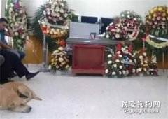 <b>一只失踪了两周的狗狗，却突然出现在主人的葬礼上...</b>