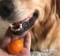 <b>金毛偷吃橘子，主人以为它只吃了一个，没想到....</b>