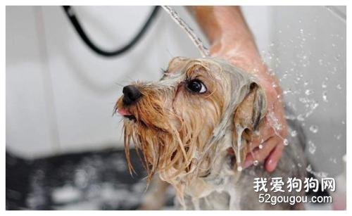 给宠物狗狗洗澡正确的方法