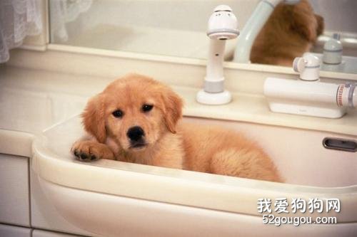 给宠物狗狗洗澡正确的方法