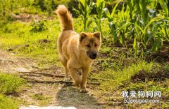 <b>什么狗狗最好养?</b>