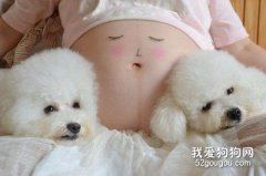 <b>孕期养狗狗注意事项</b>
