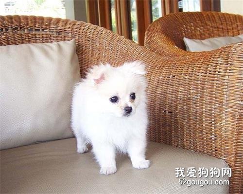 女生适合养什么宠物狗?