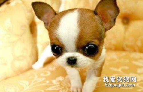 女生适合养什么宠物狗?