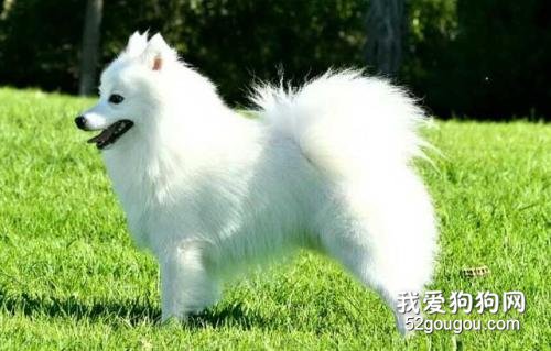 女生适合养什么宠物狗?