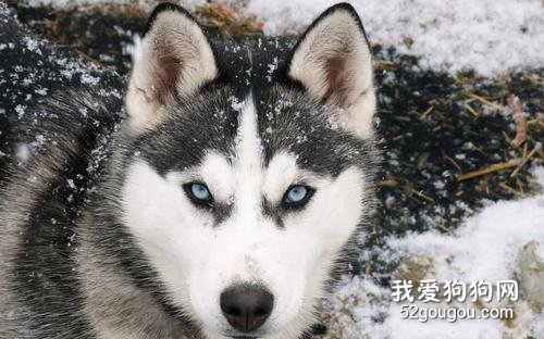 女生适合养什么宠物狗?