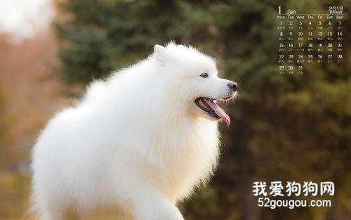 女生适合养什么宠物狗?