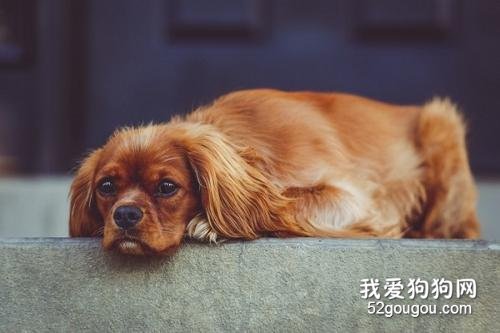 狗狗呕吐怎么办