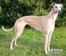 灵缇犬性格特点灵缇犬介绍