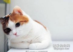 猫咪异物性肺炎的症状及病理变化